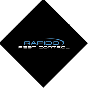 rapido